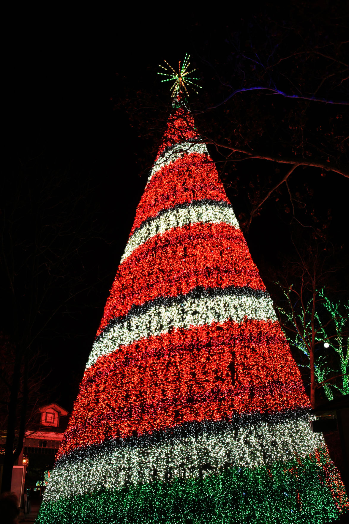 167 The 8-story tall tree featured a beautiful display of color.jpg